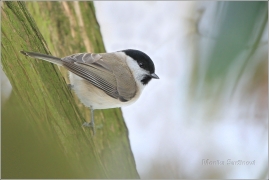 <p>SÝKORA BABKA ((Parus palustris) /Marsh tit - Sumpfmeise/</p>
